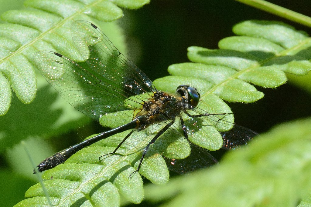 002 2013-06052389 Harvard, MA.JPG - American Emerald Dragonfly (Cordulia shurtleffii). Oxbow National Wildlife Refuge, MA, 6-5-2013